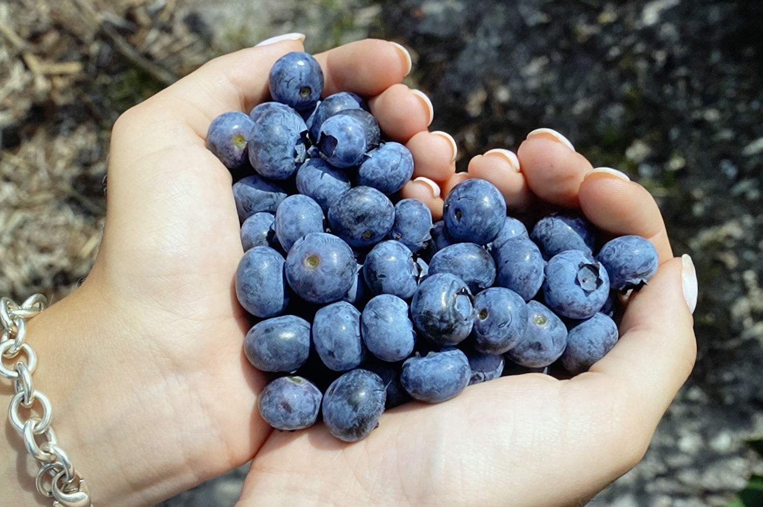Blueberry 1
